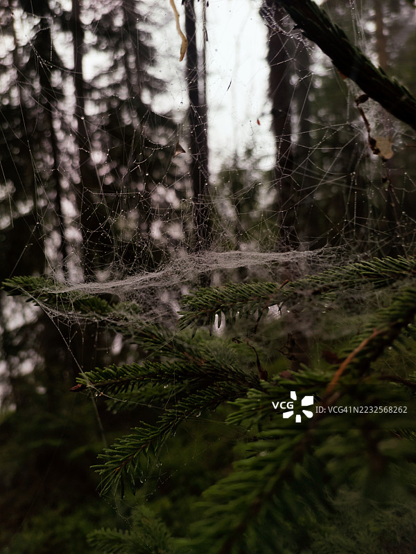 雾气弥漫的森林中，松树枝上的蜘蛛网图片素材