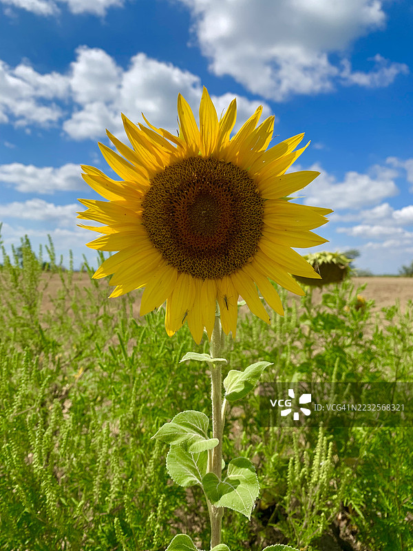 蓝天下的向日葵在田野中盛开图片素材