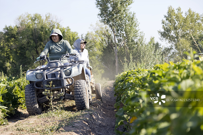 美国农业种植的藤蔓作物图片素材