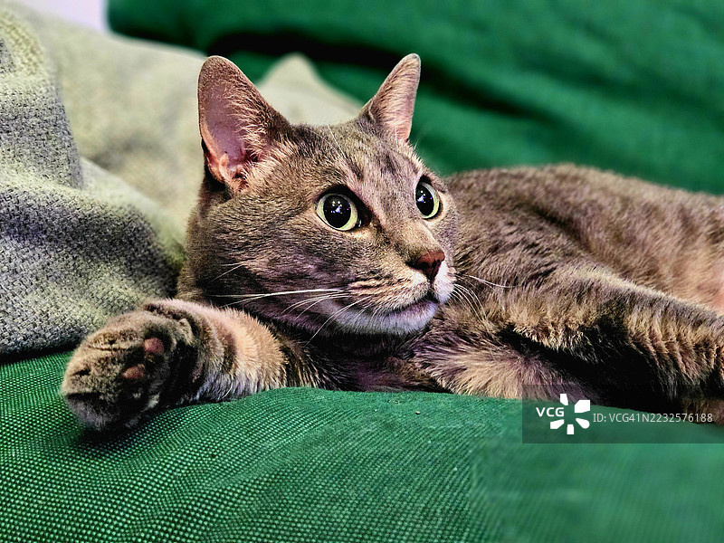 放松的家猫躺在绿色沙发上图片素材