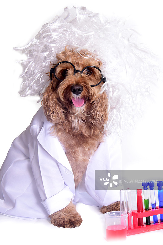 坚果教授卡瓦普犬小狗图片素材