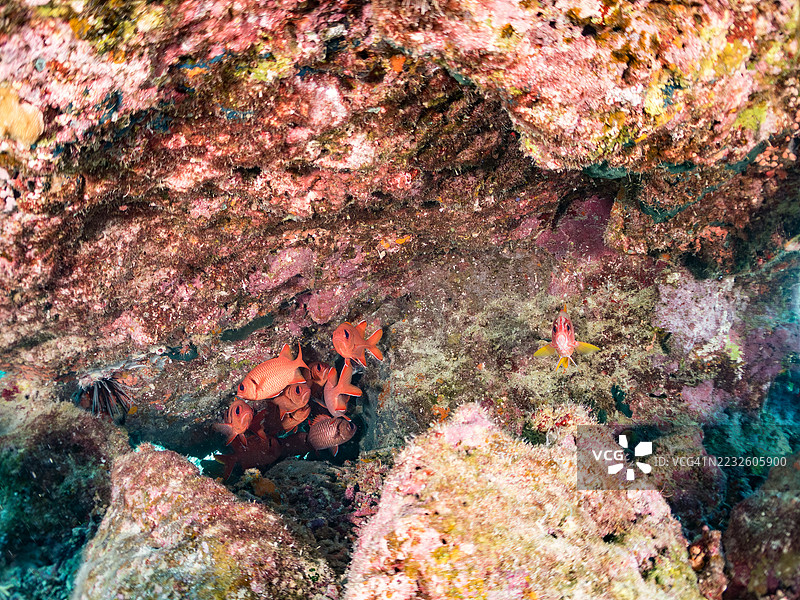 斑点眼士兵鱼，Myripristis berndti。在海洞中。一群热带鱼。阿穆罗岛，座间味岛，庆良间群岛，岛尻郡，冲绳 - 2025年6月28日图片素材