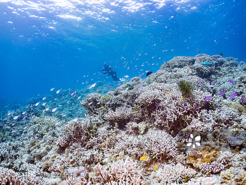 美丽的紫色女王鱼、紫水晶鱼、巴斯卡尔伪鲷、蓝绿小丑鱼、蓝绿铬鱼(Chromis viridis)等在奇妙的珊瑚礁中游弋。一群热带鱼。阿穆罗岛,座间味岛,庆良间群岛,2025年。图片素材