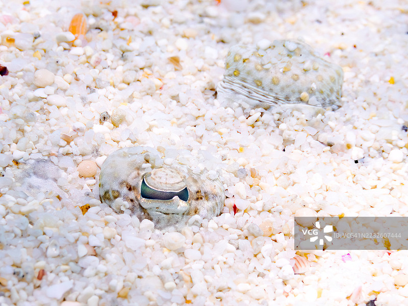 豹鲽,学名:Bothus pantherinus。一群热带鱼。美丽的珊瑚礁和游泳的人们。Gahi岛,座间味岛,慶良間群岛,岛尻郡,冲绳,日本 - 2025年6月29日图片素材