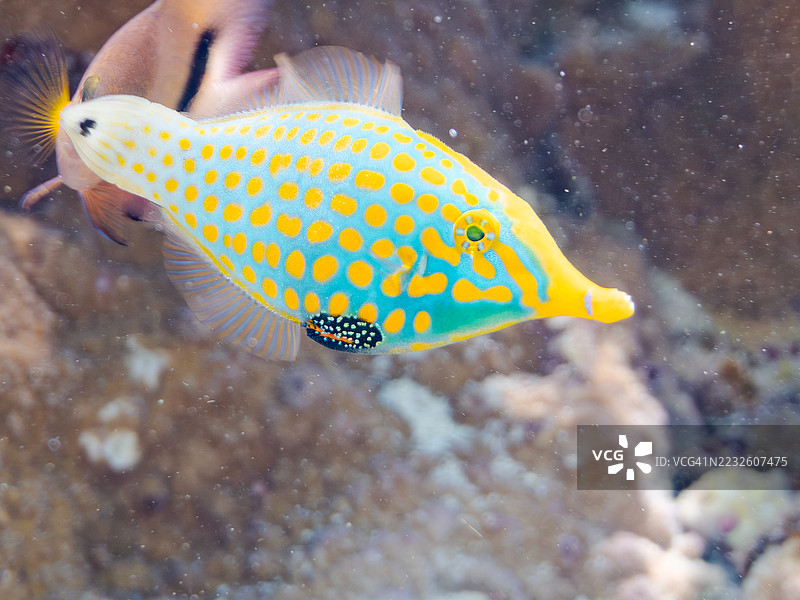 可爱的哈雷昆斑点鱼,橙斑斑点鱼(Oxymonacanthus longirostris)和其他美丽的珊瑚礁。热带鱼群。美丽的珊瑚礁和游泳的人们。Gahi岛,座间味岛,庆良间群岛,岛尻郡,2025年图片素材