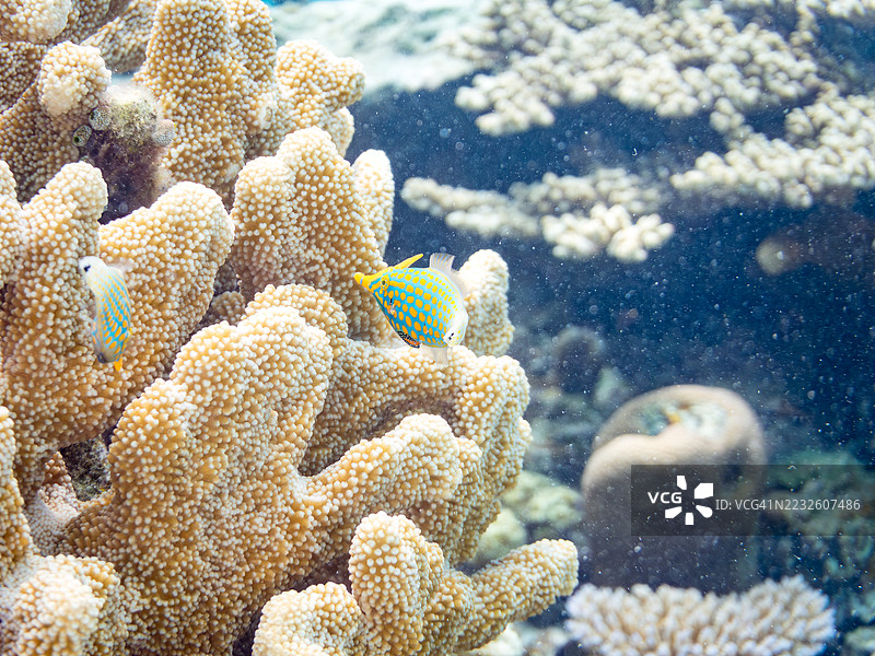 可爱的花斑海鳗，橙点海鳗（Oxymonacanthus longirostris）和其他美丽的珊瑚礁。热带鱼群。美丽的珊瑚礁和游泳的人们。Gahi岛，座间味岛，庆良间群岛，岛尻郡，2025年图片素材