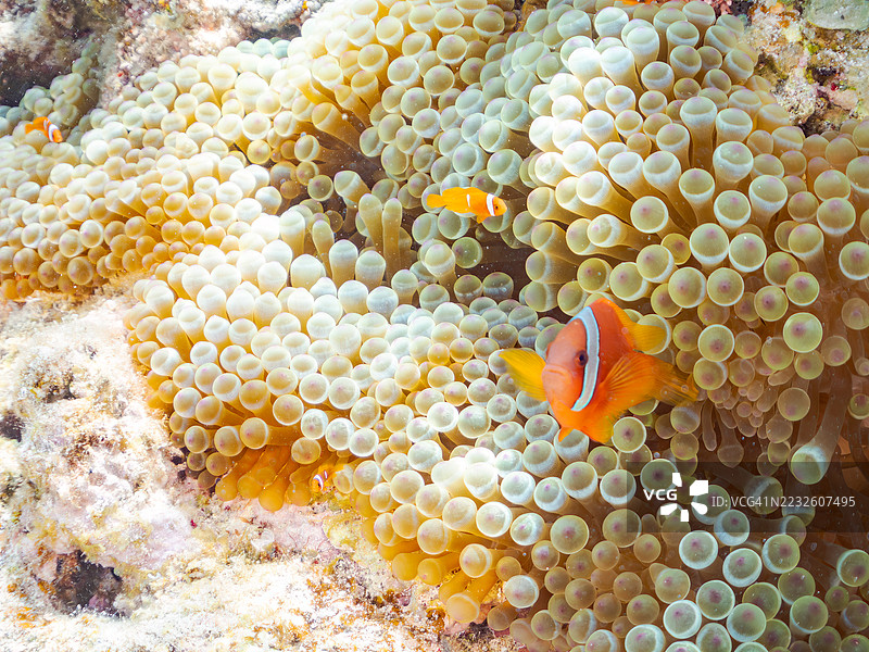可爱的番茄小丑鱼（Amphiprion frenatus）与美丽的海葵及其他生物在奇妙的珊瑚礁中。热带鱼群。美丽的珊瑚礁和游泳的人们。Gahi岛，座间味岛，庆良间群岛，岛尻郡，2025年。图片素材