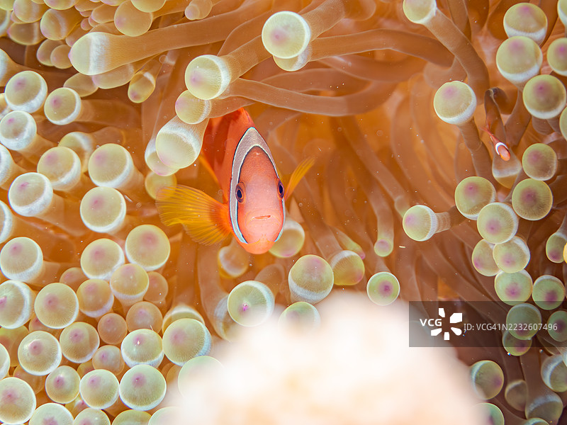 可爱的番茄小丑鱼（Amphiprion frenatus）和美丽的海葵以及其他生物在壮观的珊瑚礁中。一群热带鱼。美丽的珊瑚礁和游泳的人们。Gahi岛，座间味岛，庆良间群岛，岛尻郡，2025年。图片素材