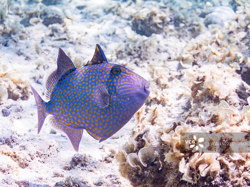 黄斑触发鱼，蓝金触发鱼。一群热带鱼。美丽的珊瑚礁和游泳的人们。Gahi岛，座间味岛，慶良間群岛，岛尻郡，冲绳，日本 - 2025年6月29日图片素材