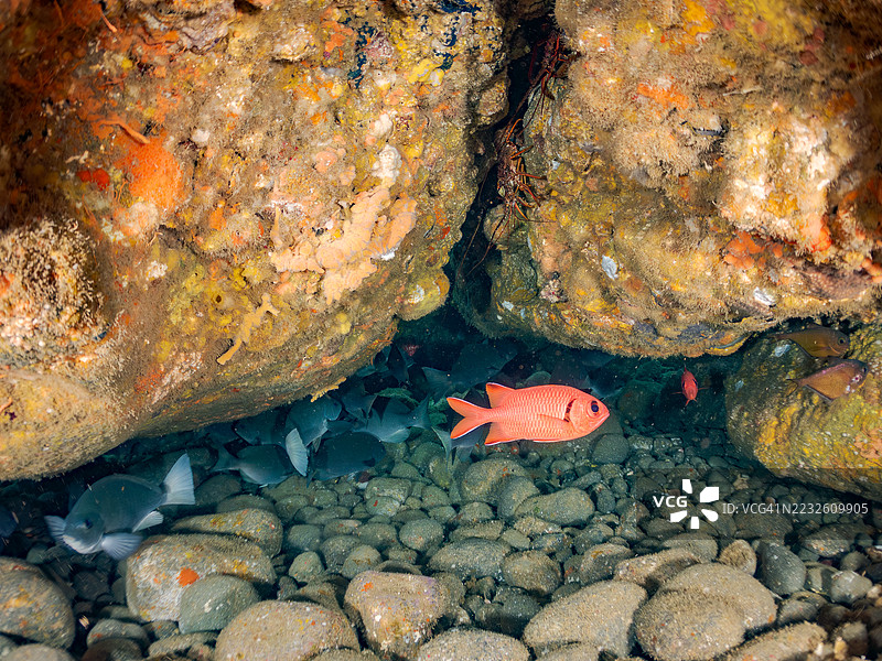 大规模黑鱼,斑点鱼(Girella punctata)。大鳞士兵鱼(Myripristis kochiensis),黑条扫鱼(Pempheris schwenkii)等。鱼群。日本静冈县南伊豆中木港的平藏海滩。- 2025年7月12日。图片素材