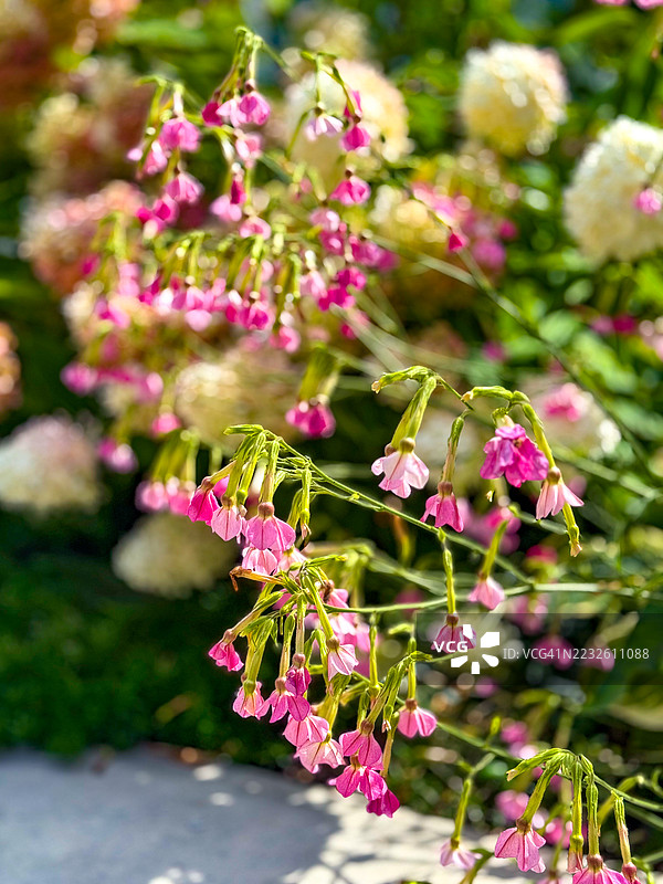 夏季的烟草花图片素材