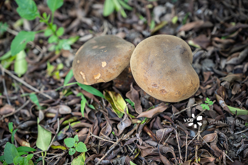 森林中生长的未鉴定野生蘑菇。野生蘑菇可以做成美味的菜肴，但某些蘑菇中的毒素可能引发致命的健康问题。图片素材