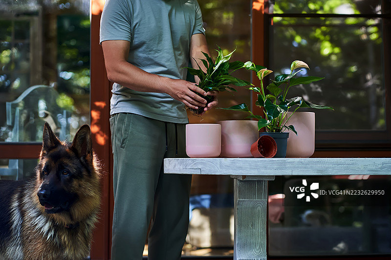 一名男子在自家阳台上与他的狗一起重新栽种室内植物。图片素材