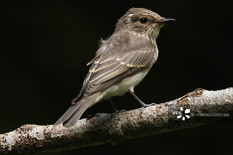 一只幼年的斑点鹟（Muscicapa striata）栖息在林中的一根树枝上，正在四处寻找昆虫作为食物。图片素材