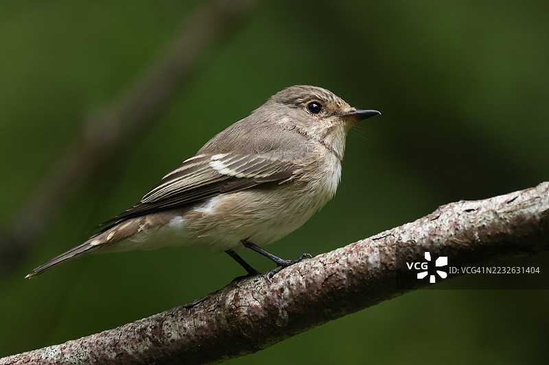 一只斑点鹟（Muscicapa striata）栖息在林中的树枝上，正在寻找昆虫捕食。图片素材