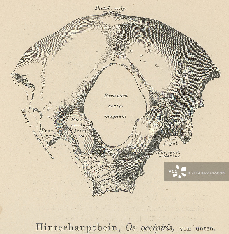 旧版雕刻插图解剖学 - 枕骨，位于头骨后部和底部的单一梯形骨骼图片素材