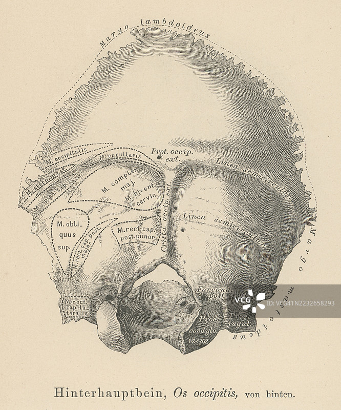 旧版雕刻插图解剖学 - 枕骨，位于头骨后部和底部的单一梯形骨骼图片素材