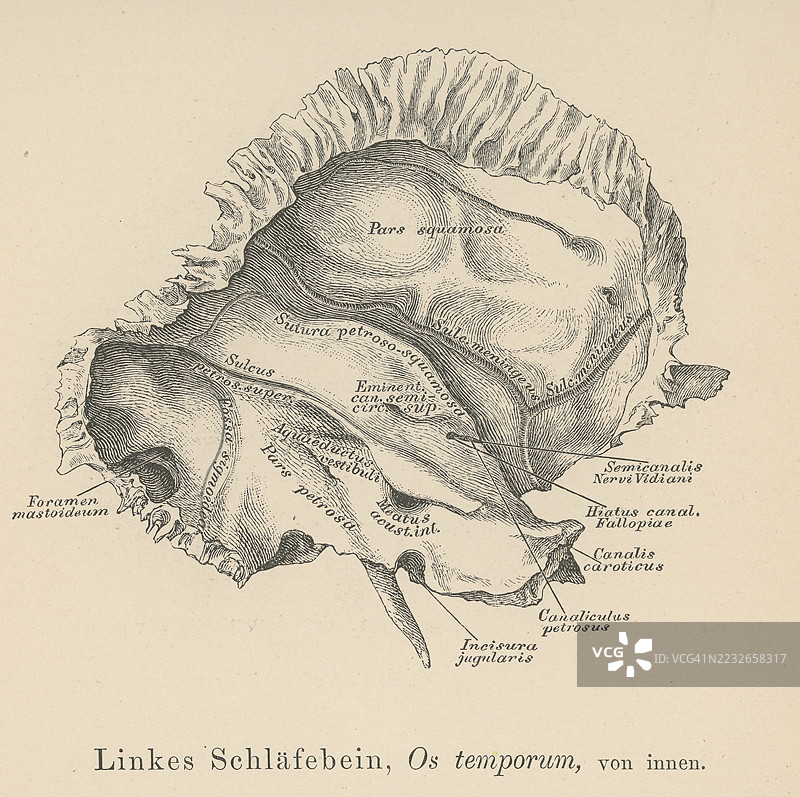 旧版雕刻插图解剖学 - 颞骨，成对的骨骼之一，位于颅骨两侧，构成颅骨的侧壁和底部的一部分图片素材