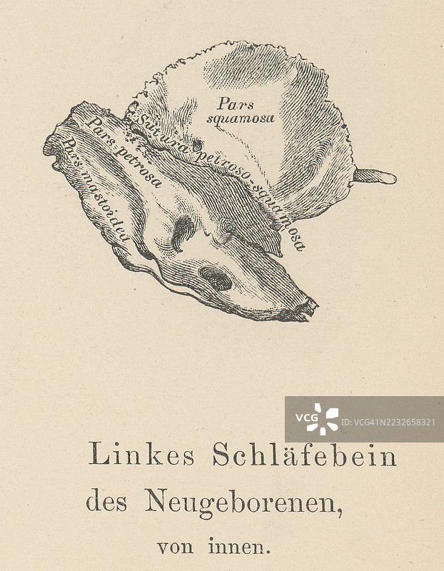 新生儿颞骨的古老雕刻插图（颞骨是一对位于颅骨两侧的骨头，构成颅骨的侧壁和底部的一部分）图片素材
