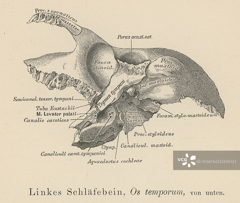 旧版雕刻插图解剖学 - 颞骨，成对的骨骼之一，位于颅骨两侧，构成颅骨的侧壁和底部的一部分图片素材