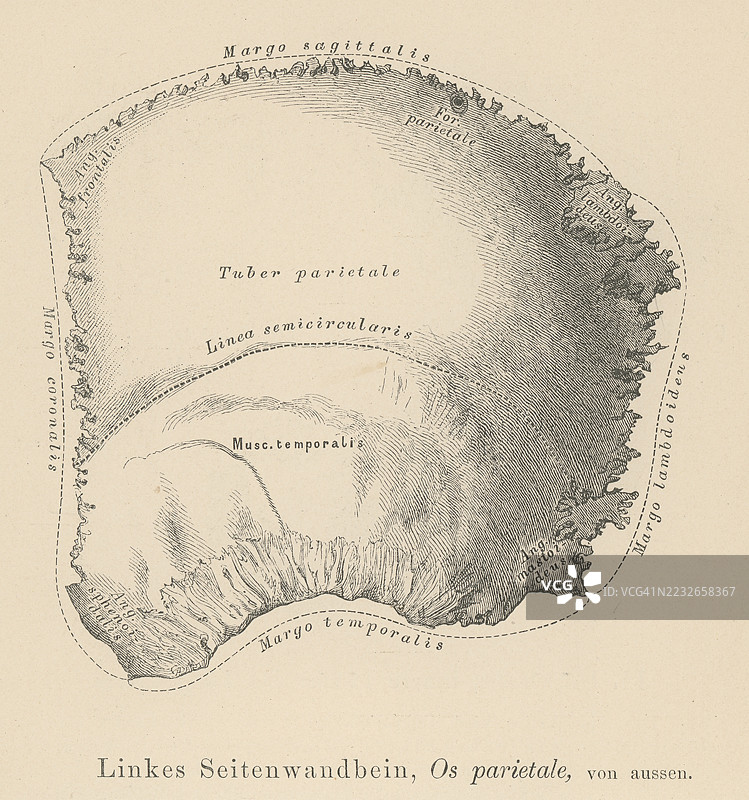 旧版雕刻插图解剖学 - 顶骨，成对的骨骼之一，构成颅骨的侧面和顶部，保护大脑的颅骨部分图片素材
