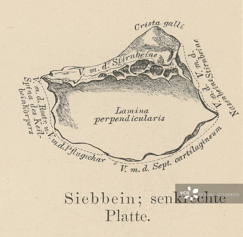 古老的解剖学雕刻插图 - 筛骨，颅骨中的一块单独骨骼，分隔鼻腔与大脑。图片素材