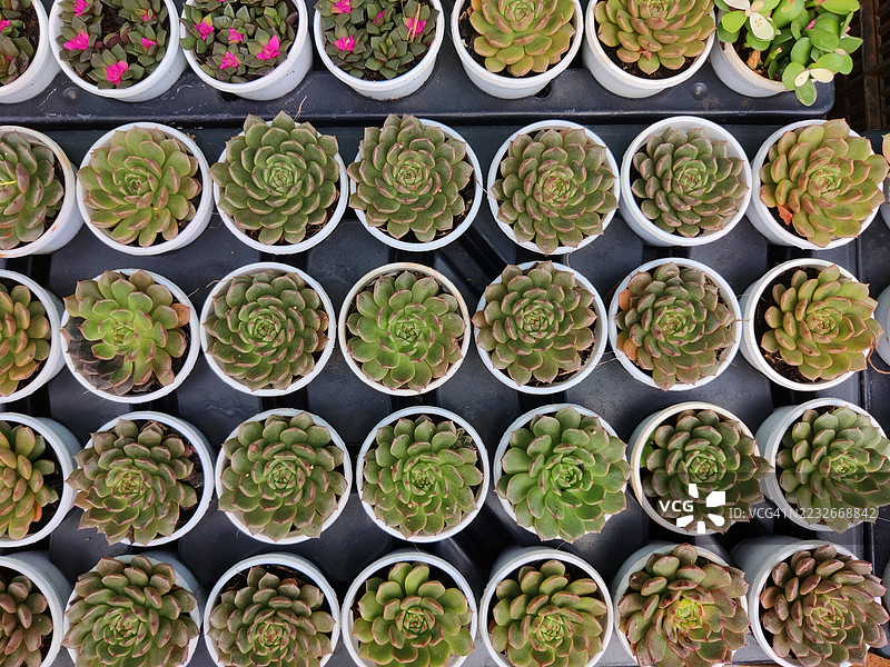 美丽的多肉植物在花盆中整齐排列，放置在植物苗圃里图片素材