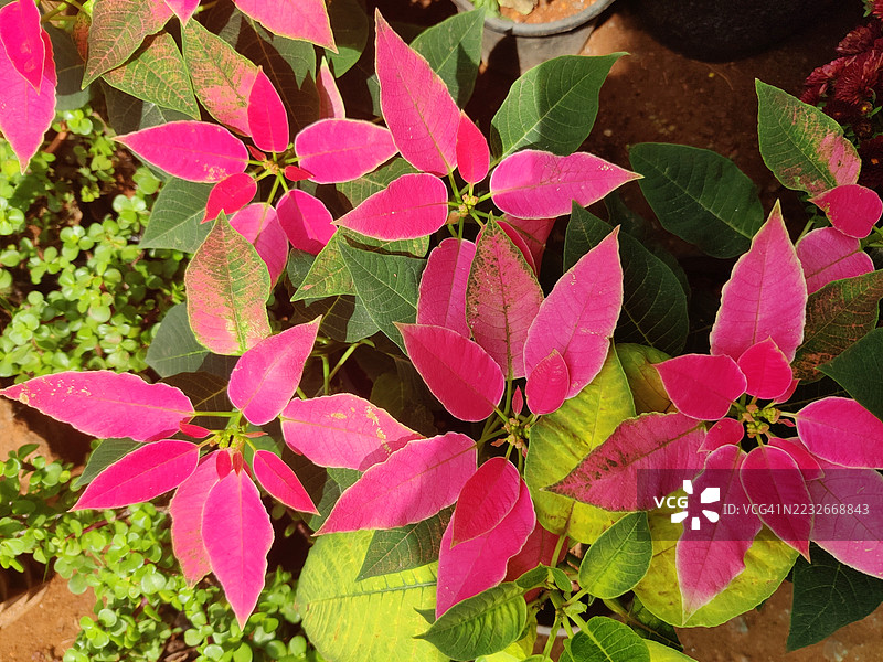 全景照片展示了在花盆中生长的圣诞红（Euphorbia pulcherrima）/节日植物/假日花卉图片素材