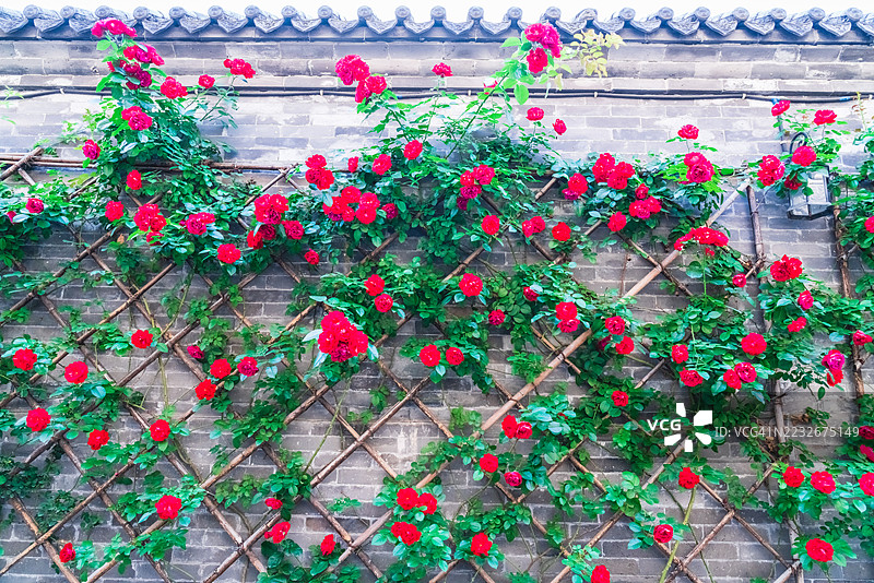 红玫瑰攀爬在传统的瓦屋顶墙壁上图片素材