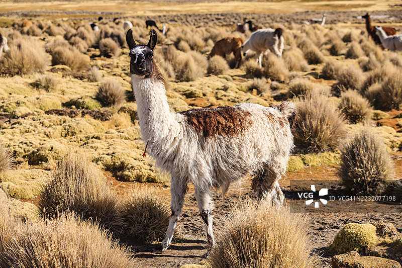 萨哈马国家公园的美洲驼，玻利维亚高原，玻利维亚图片素材