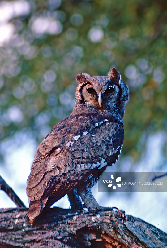 巨型鹰鸮图片素材