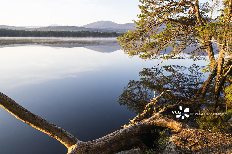 黎明时分的加尔登湖边的苏格兰松树图片素材