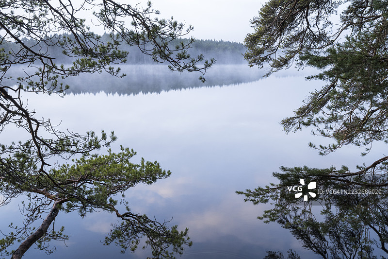黎明时分的加尔登湖旁的苏格兰松树图片素材