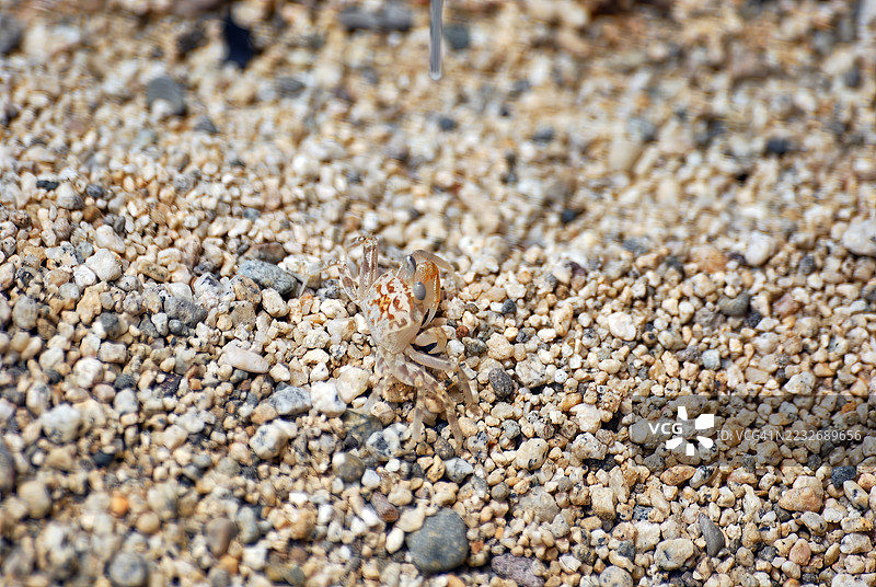 一只小而苍白的螃蟹与沙砾海滩融为一体。图片素材