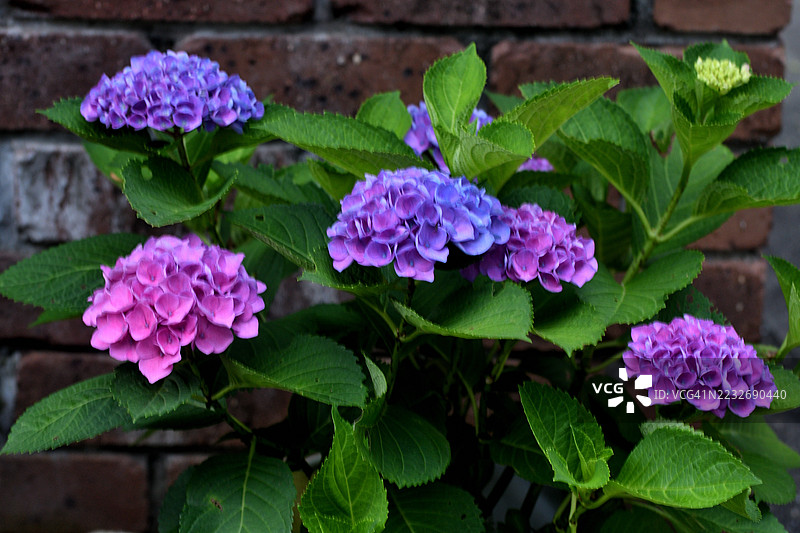 绣球花：植物中的变色龙图片素材