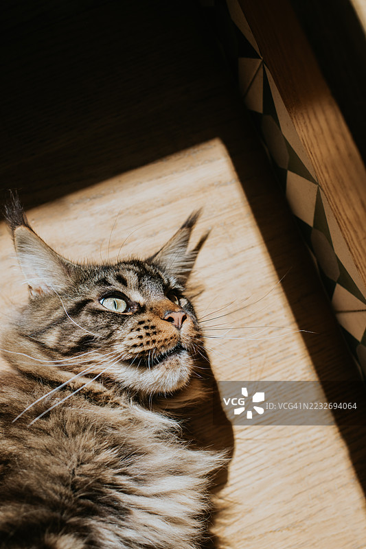 缅因猫在下午的阳光下，悠闲地躺在家中的木地板上。图片素材