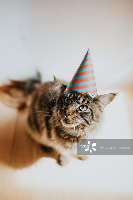 戴着条纹生日帽的猫图片素材