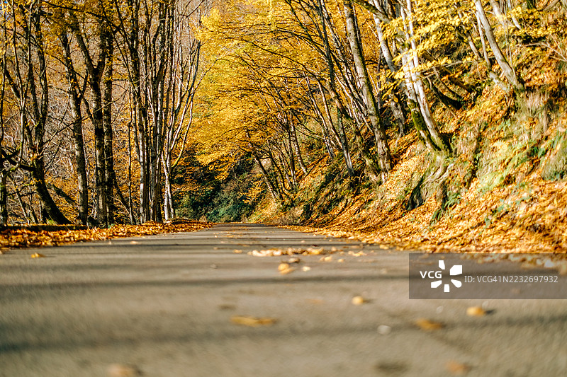 蜿蜒的道路穿过金色的秋季森林图片素材