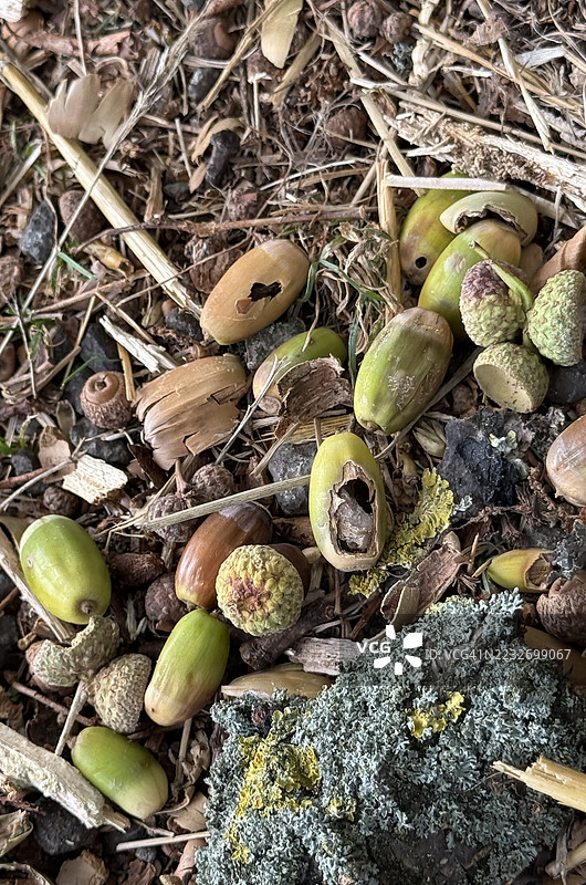 林地场景 - 零散的橡树（栓皮栎）橡果，部分被啃食的特写镜头图片素材