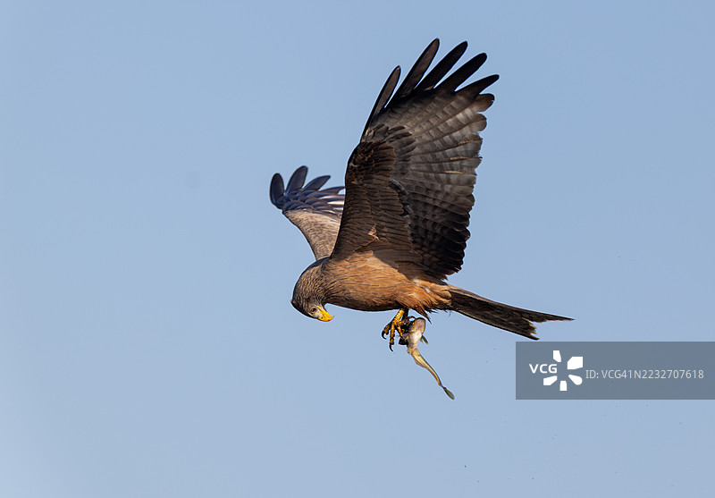 黄嘴鸢在博茨瓦纳的奥卡万戈三角洲用爪子抓着一条鱼图片素材