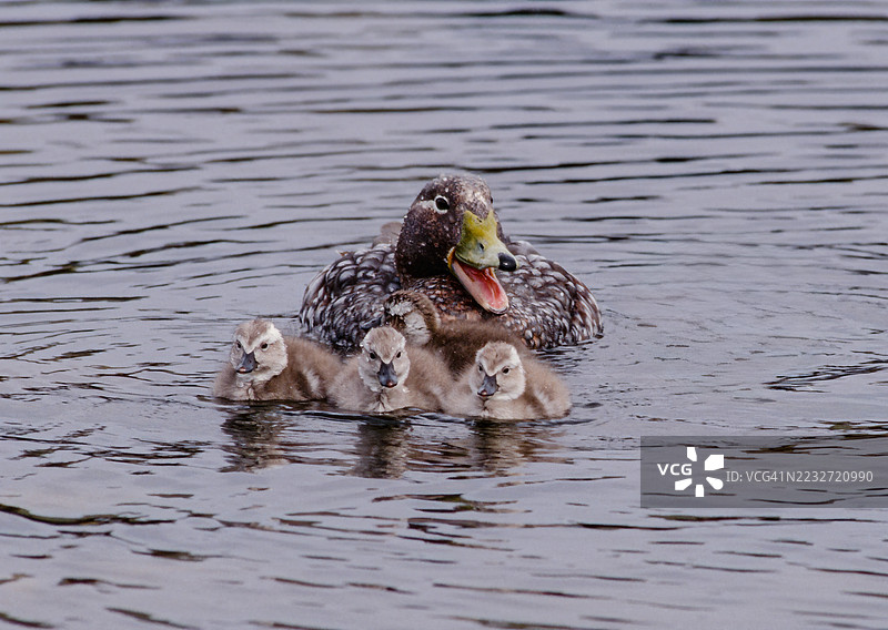福克兰短翅鸭（Tachyeres brachypterus）是一种生活在南大西洋福克兰群岛的不会飞的鸭子。福克兰群岛西点岛。成年鸭子与小鸭子在海洋中游泳。 鸭科，雁形目。图片素材