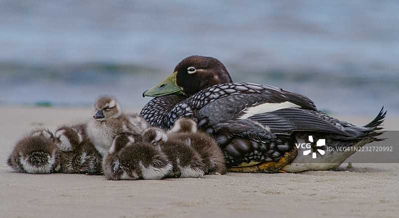 福克兰岛无翼鸭（Tachyeres brachypterus）是一种生活在南大西洋福克兰群岛的不会飞的鸭子。福克兰群岛西点岛。成年鸭与小鸭在海洋中游泳。 鸭科，鸭属图片素材