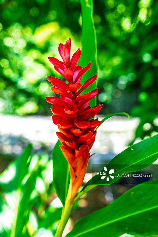 在埃尔尤恩克雨林中绽放的耀眼红姜花。图片素材