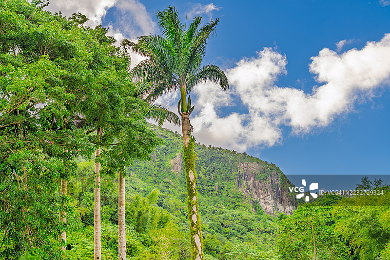 埃尔尤恩克郁郁葱葱的雨林中高耸的棕榈树和山崖。图片素材