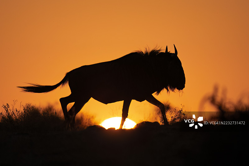 角马剪影图片素材