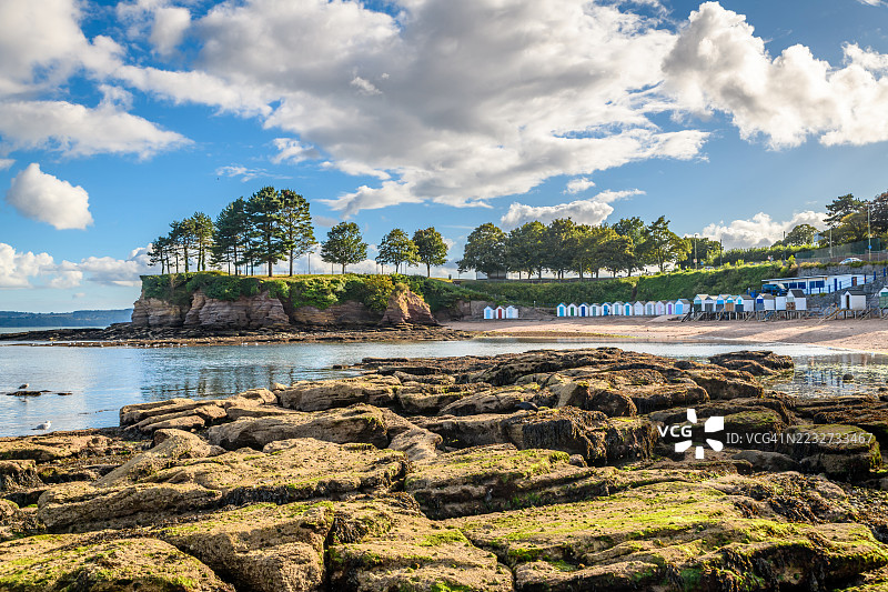 托基岬上的松树图片素材