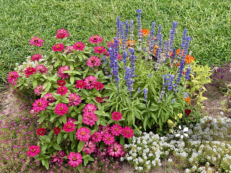 混合花卉图片素材