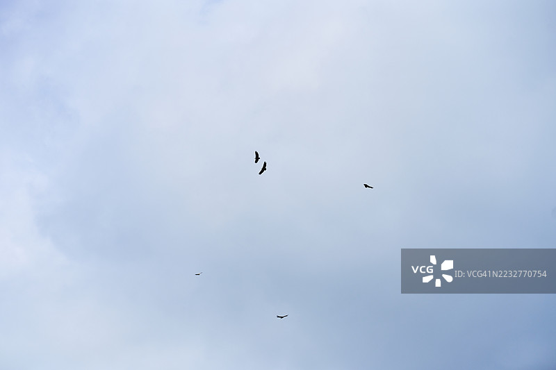 秃鹫在蓝天白云中高高飞翔图片素材