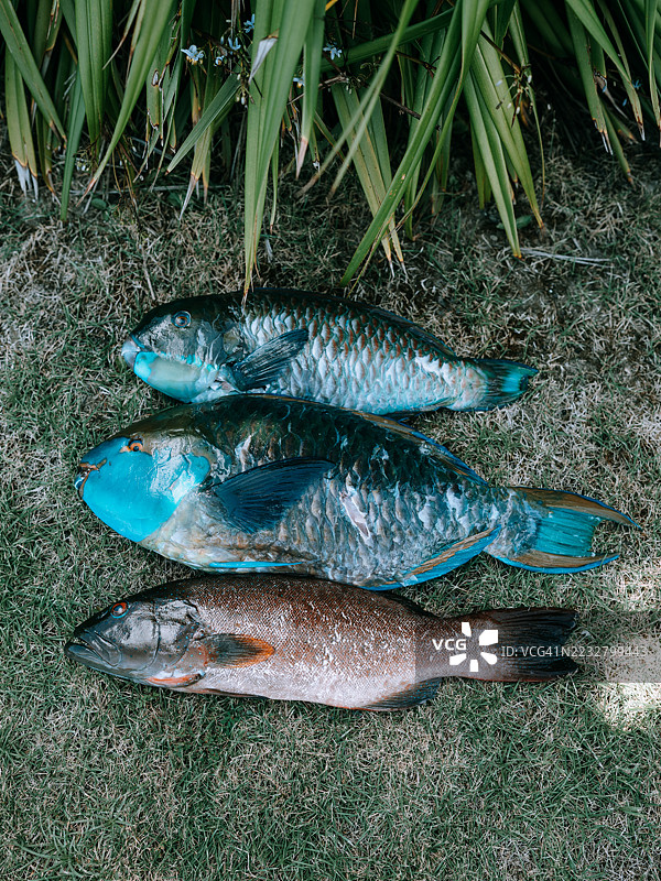 新鲜捕获的热带鱼，豹纹珊瑚鲈，陡头鹦嘴鱼图片素材