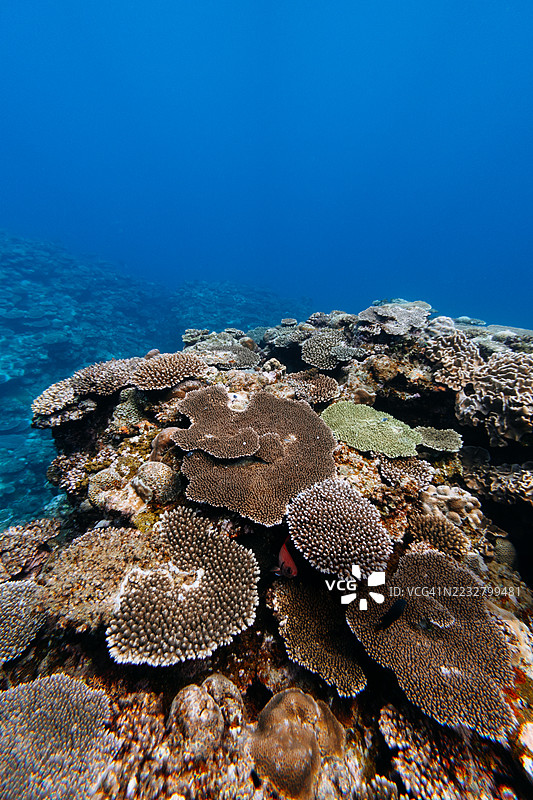 清澈热带水域中的珊瑚礁，位于日本鹿儿岛的奄美大岛图片素材